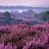 Serviett Heather Moorlands