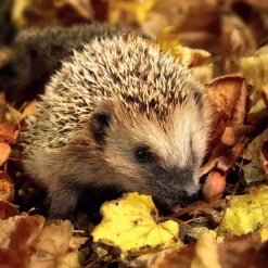 Serviett Hedgehog