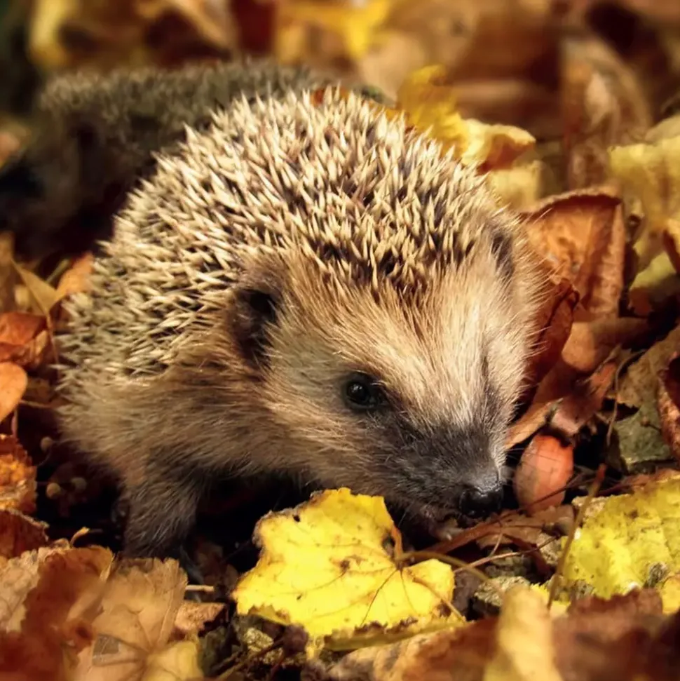 Serviett Hedgehog