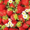 Serviett Lunsj Strawberry