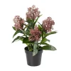Skimmia Burgunder H36