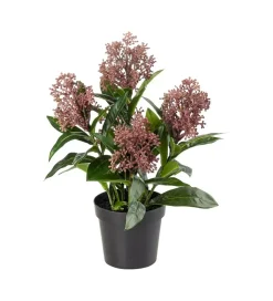 Skimmia Burgunder H36