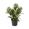 Skimmia Grønn H36