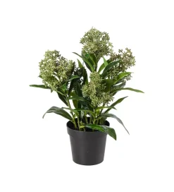 Skimmia Grønn H36