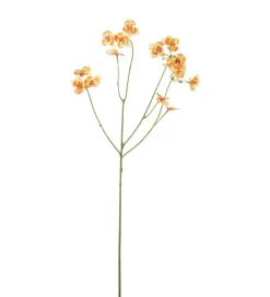 Stemorsblomst Oransj H63