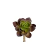 Succulent Grønn H12