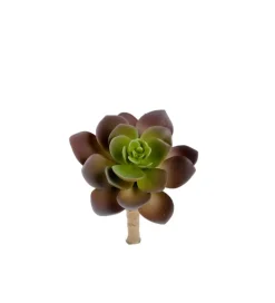 Succulent Grønn H12
