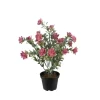 Succulent Rosa H30