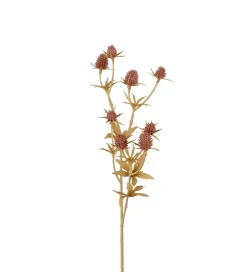 Tistel Rosa H50