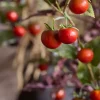 Tomatkvist H75