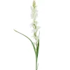 Tuberose Hvit H90