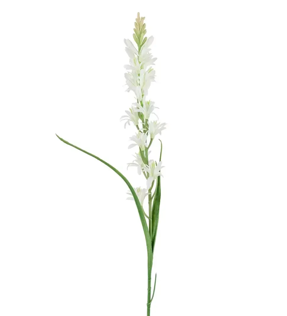 Tuberose Hvit H90