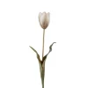 Tulipan Flerfarget H58