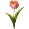 Tulipan Korall H36