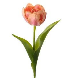 Tulipan Korall H36
