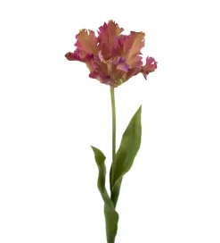 Tulipan Lilla H70