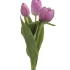 Tulipan Lilla H36