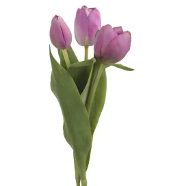 Tulipan Lilla H36