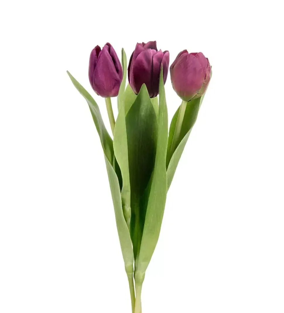 Tulipan Lilla H36