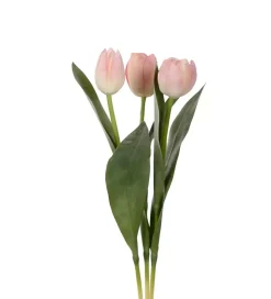 Tulipan Lys Rosa H36