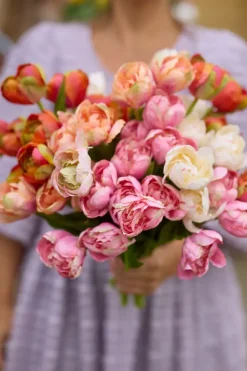 Tulipan Mørk Rosa