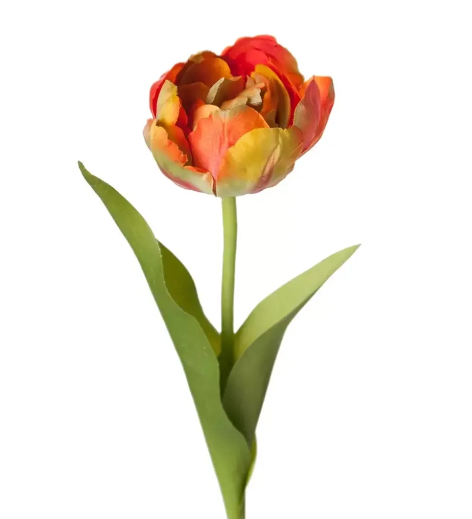Tulipan Oransj