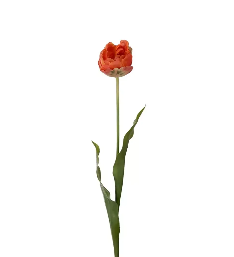 Tulipan Oransj H67