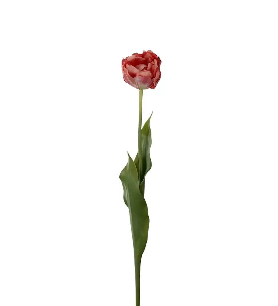 Tulipan Rosa