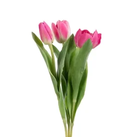 Tulipan Rosa H36