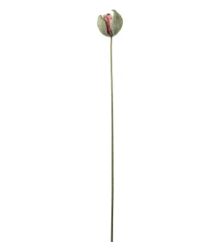 Valmueknopp Rosa H78