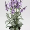 Veronica Plante Lilla I Potte
