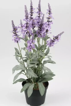 Veronica Plante Lilla I Potte