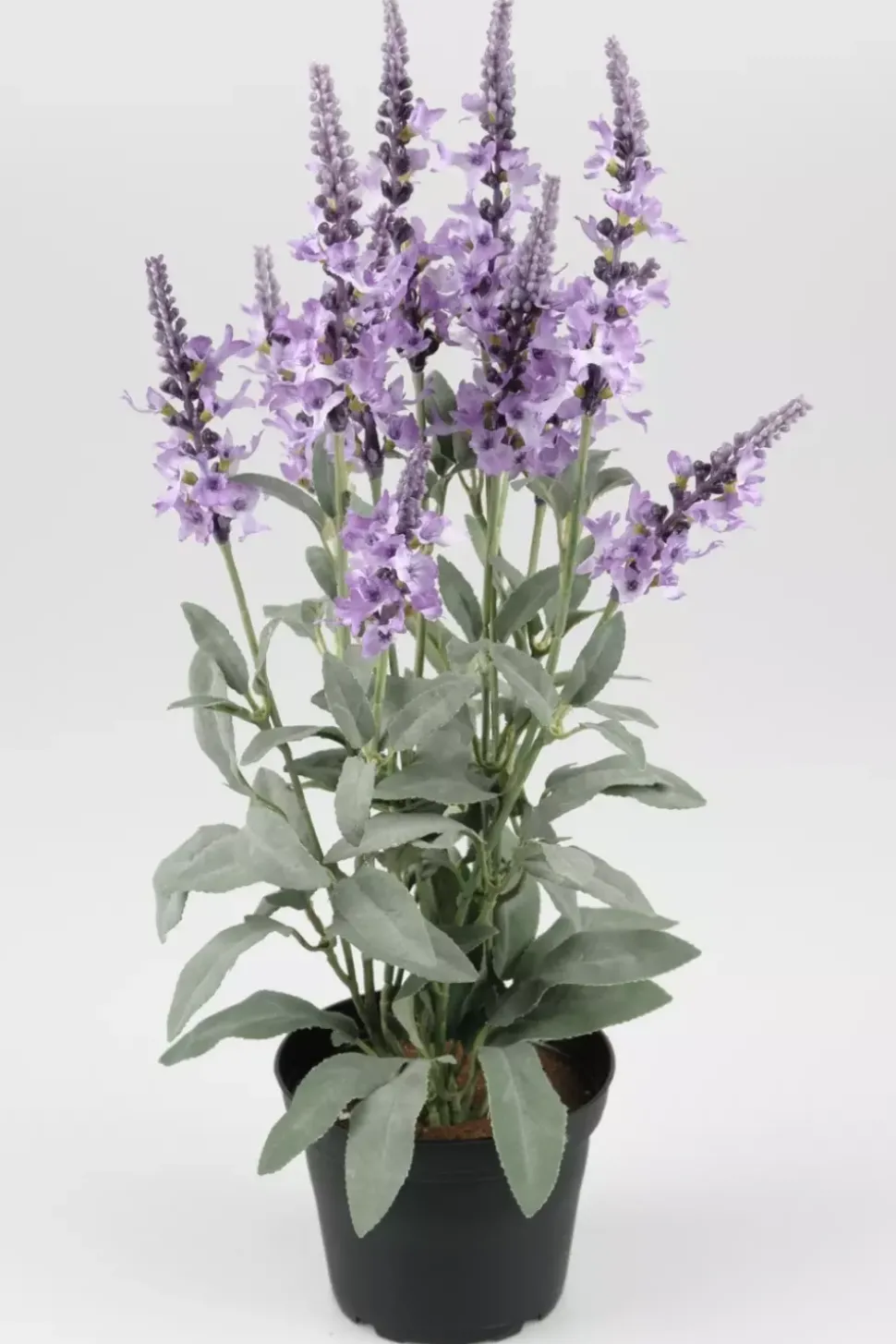 Veronica Plante Lilla I Potte