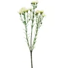 Voksblomst Hvit