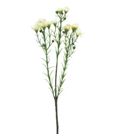 Voksblomst Hvit