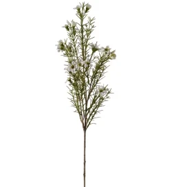 Voksblomst Hvit H60