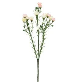Voksblomst Rosa