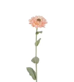 Zinnia Aprikos H58