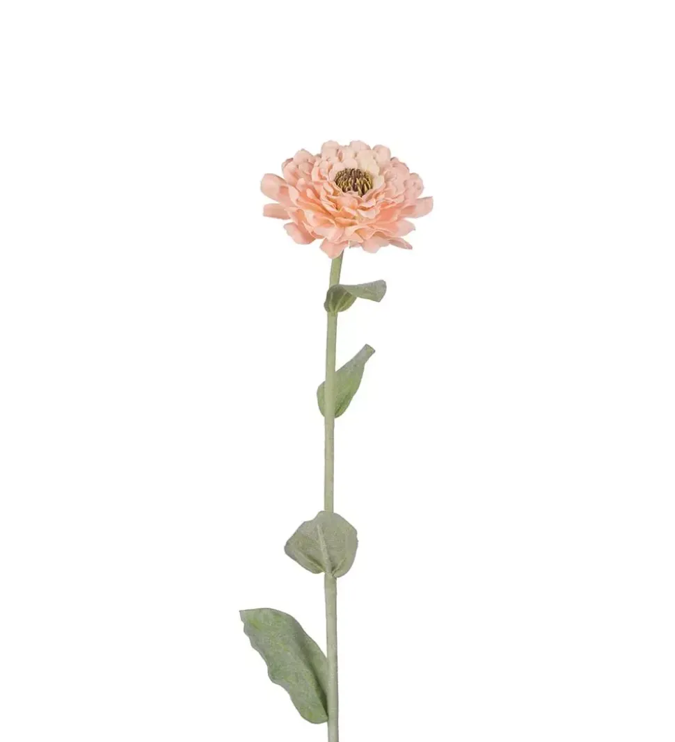 Zinnia Aprikos H58
