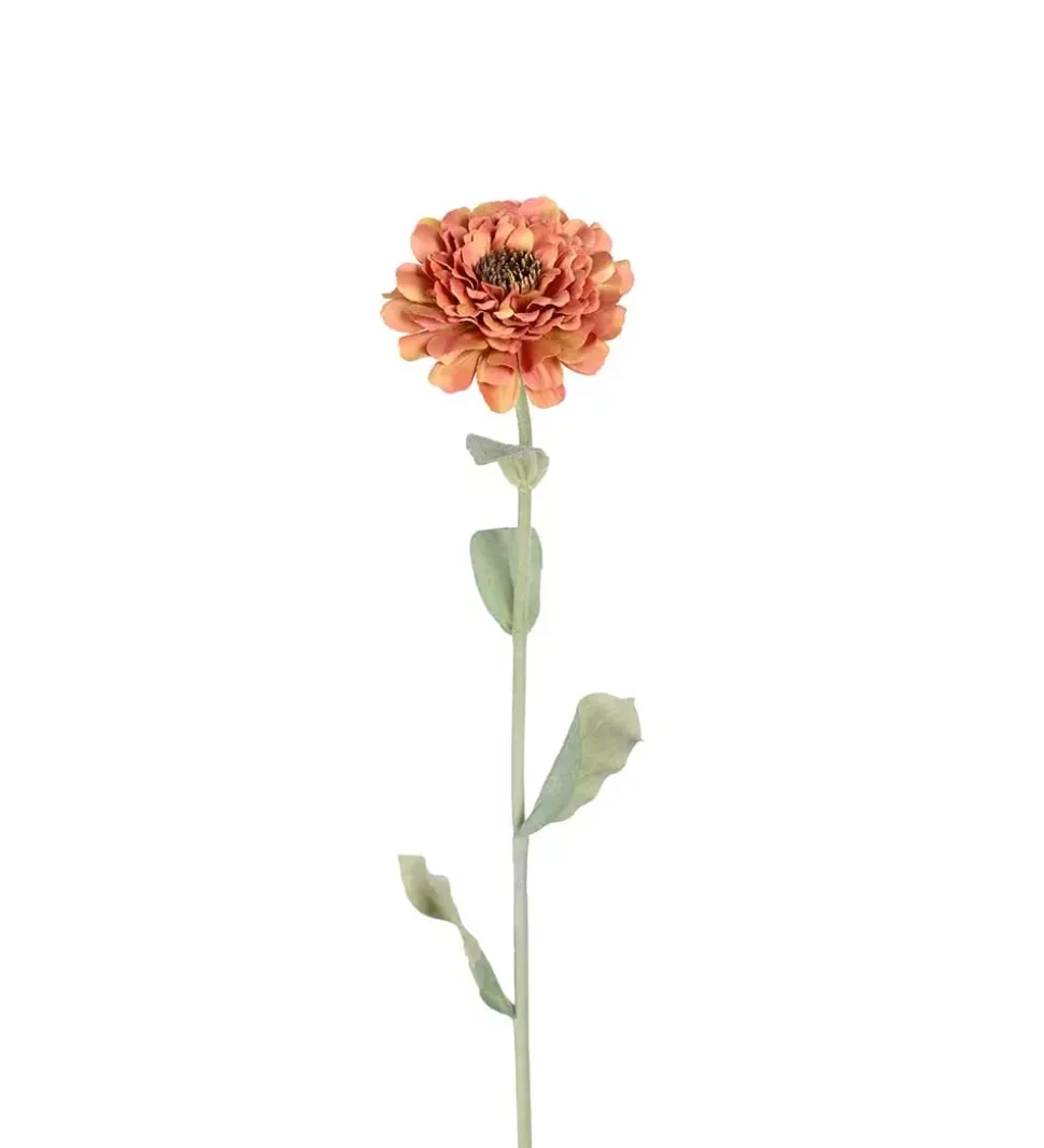 Zinnia Oransje H58