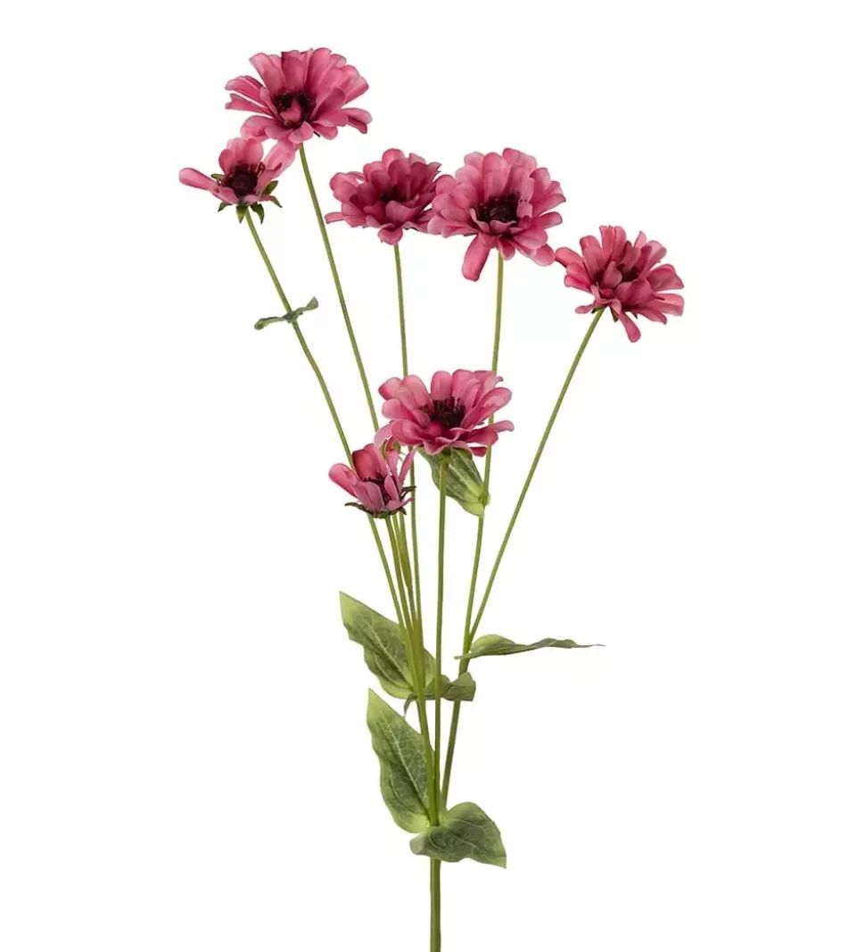 Zinnia Rosa H90
